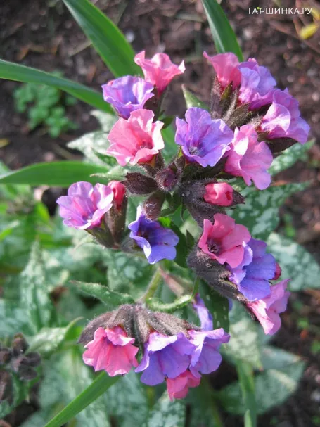 Медуница Миссис Мун