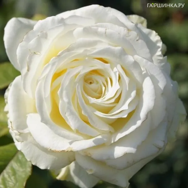 Роза Мемори, Кордес (лиц)