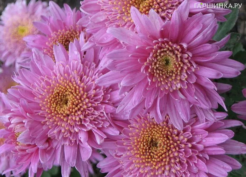 Хризантема Метеорит