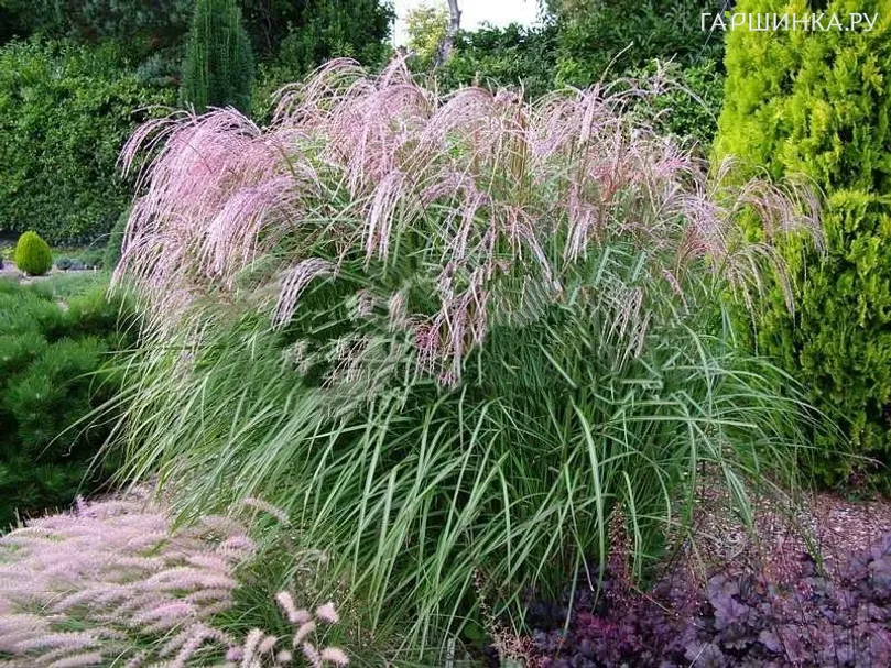Мискантус Фламинго