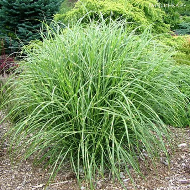 Мискантус Литл Зебра
