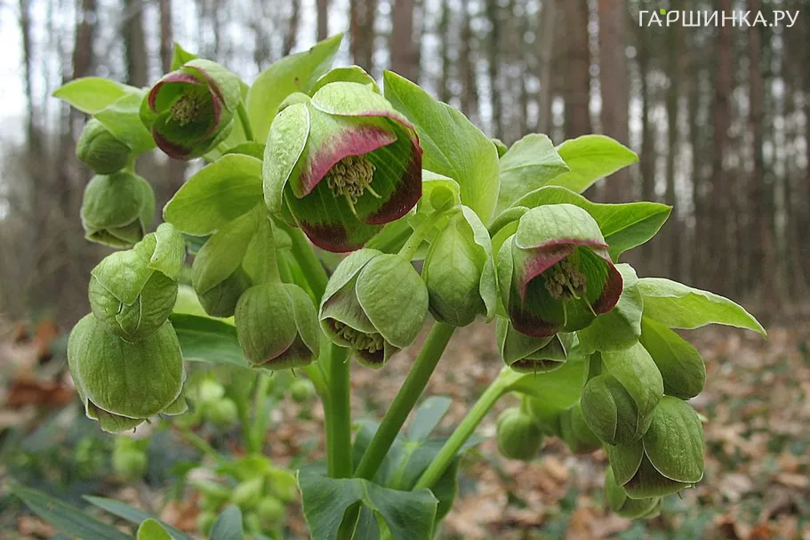 Морозник вонючий
