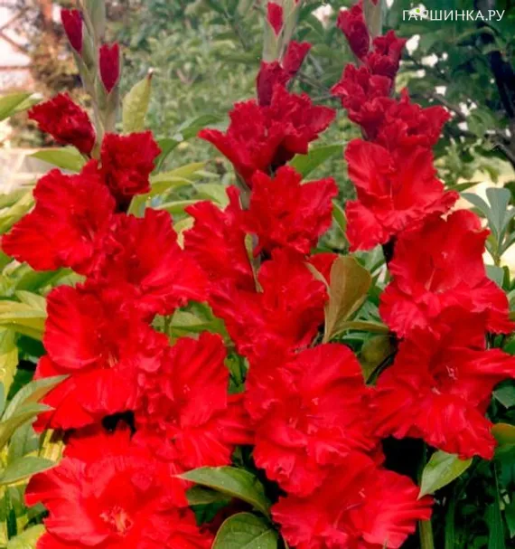 Гладиолус Красная Москва 2шт