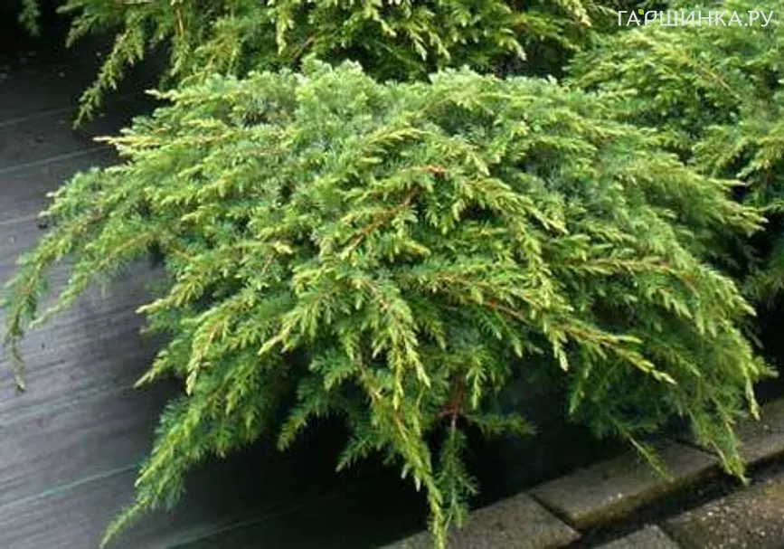 Можжевельник обыкновенный Репанда