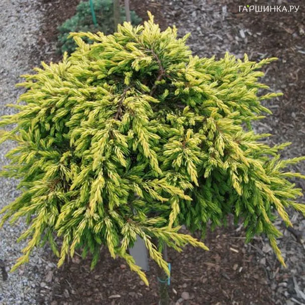 Можжевельник обыкновенный Голдшатц