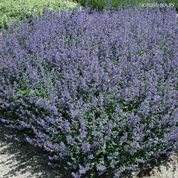 Котовник Фассена Кит Кэт