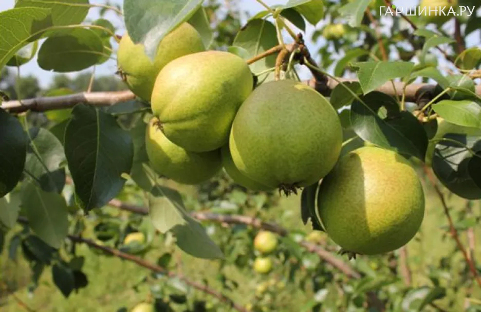 Груша Осенняя Яковлева