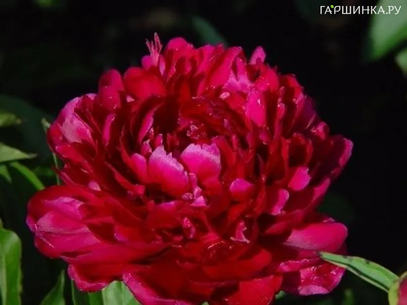 Пион Биг Бен