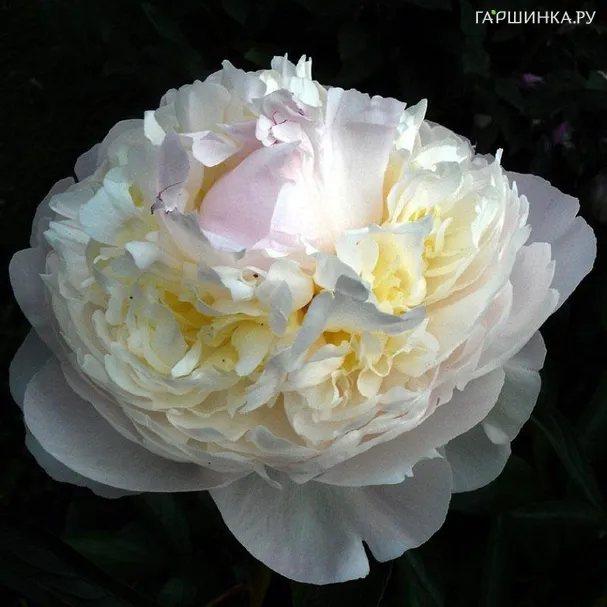 Пион Блаш Квин