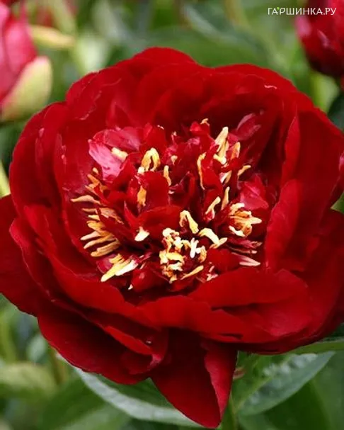 Пион Бакай Белл