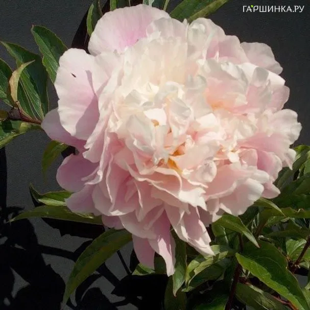 Пион Кэтрин Фонтейн