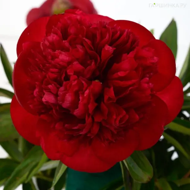 Пион Диана Паркс