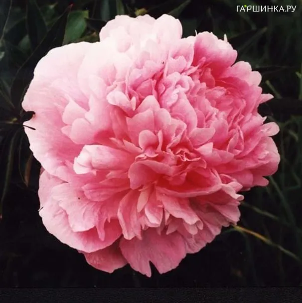 Пион Диннер Плейт