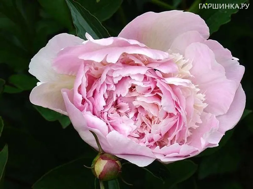 Пион Мадам Калот