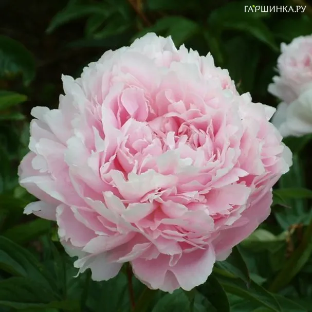 Пион Пиллоу Ток