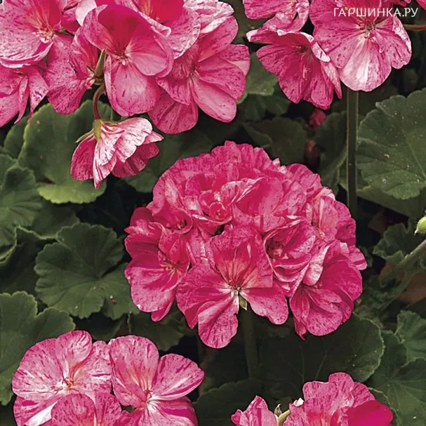 Пеларгония зональная Сэрвивор Пинк Батик
