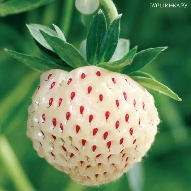 Земляника (Клубника) ананасовая Сноу Вайт
