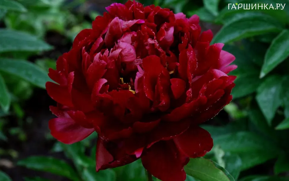 Пион Франсуа Ортега