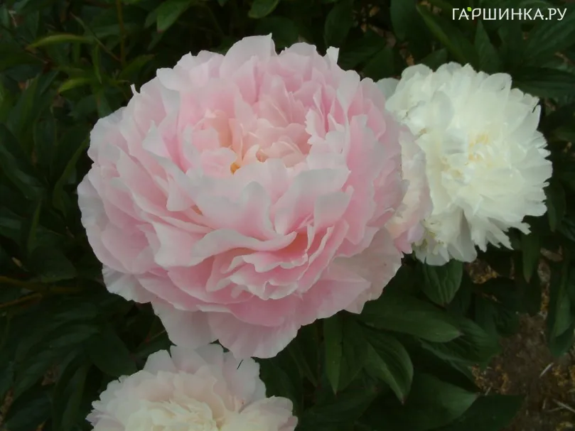 Пион Мунстоун