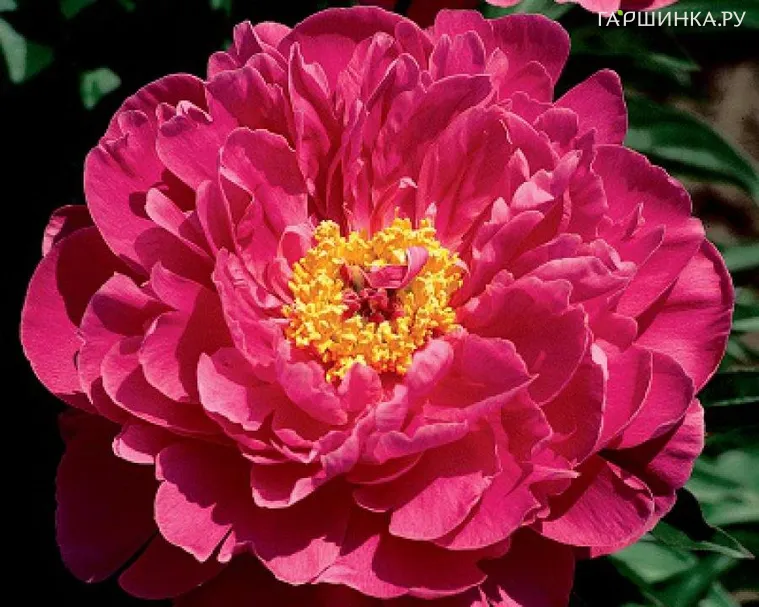 Пион Найс Гал