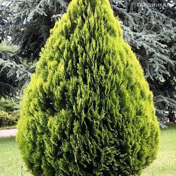 Туя восточная Ауреа Нана