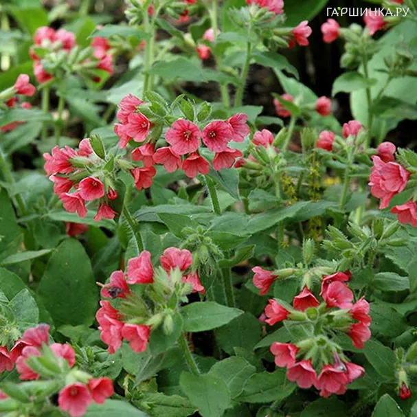 Медуница красная Боулес Ред