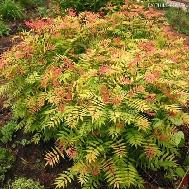 Рябинник рябинолистный Сэм