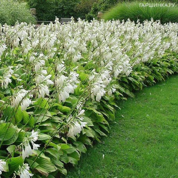 Хоста Роял Стандарт (ML)