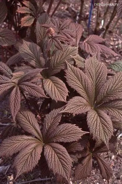 Роджерсия Шоколате Вингс перистая