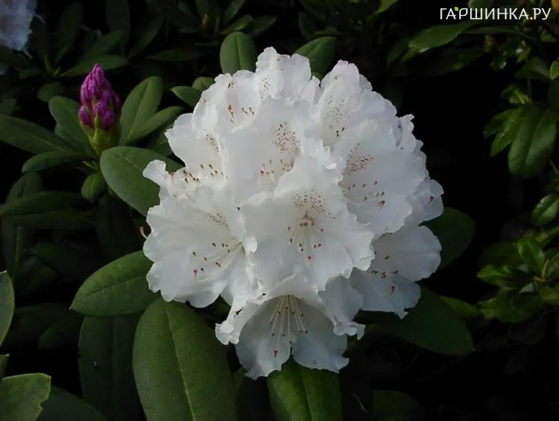 Рододендрон якушиманский Шнеекроне