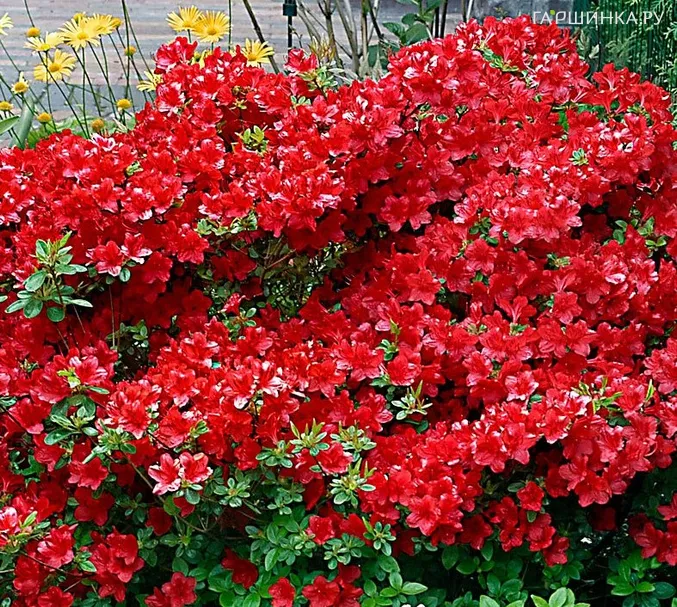 Рододендрон тупой Арабеск