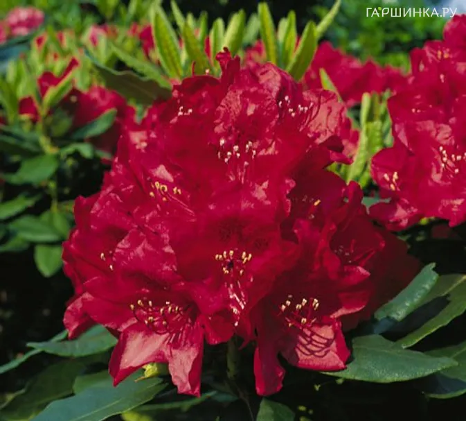 Рододендрон гибридный Хахманс Фойершайн