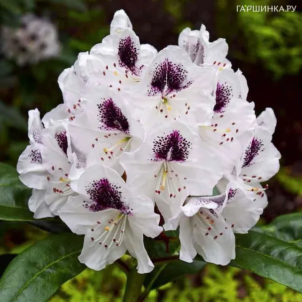 Рододендрон гибридный Кальсап