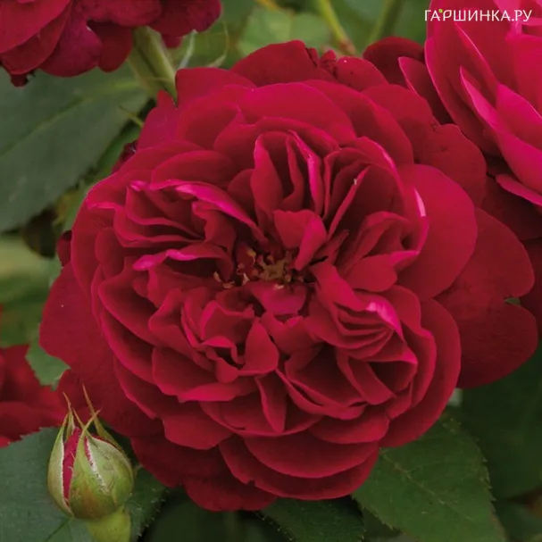 Роза Дарси Басселл, Д.Остин кустарниковая (лиц)