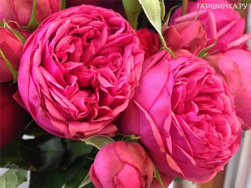 Роза Пинк Пиано чайно-гибридная Imperial Rose