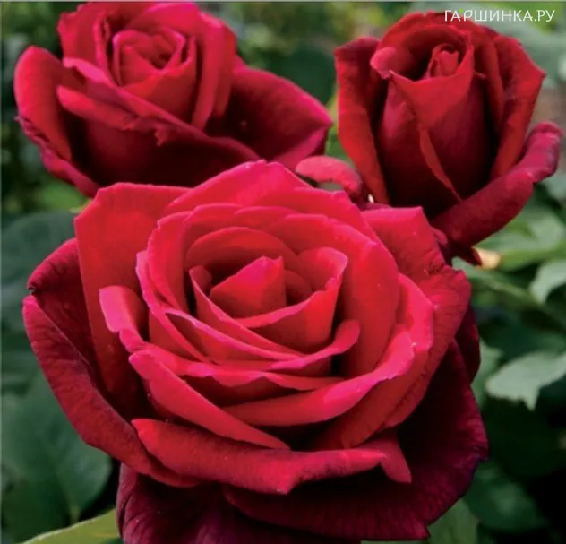 Роза Мистер Линкольн чайно-гибридная, Топалович (лиц)