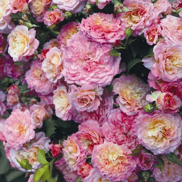 Роза Кантри Герл миниатюрная, Тантау (лиц)