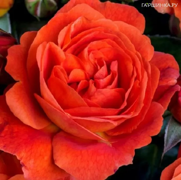 Роза Монинг Сан, Тантау (лиц)