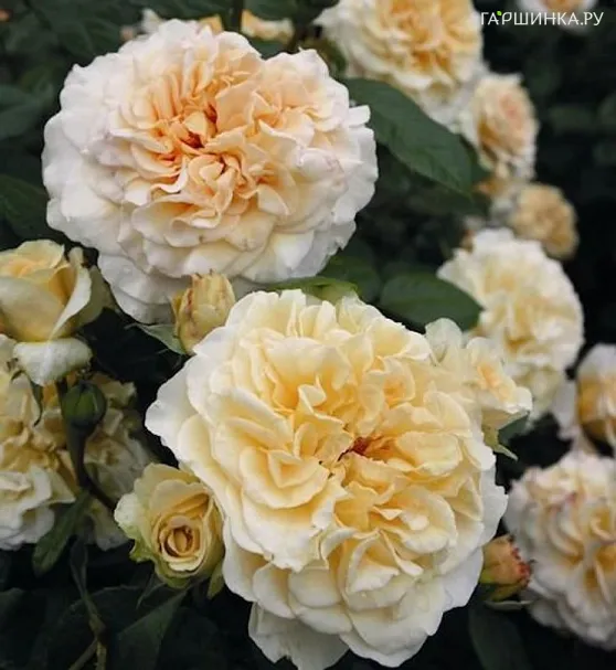 Роза Комтесса чайно-гибридная, Тантау (лиц)