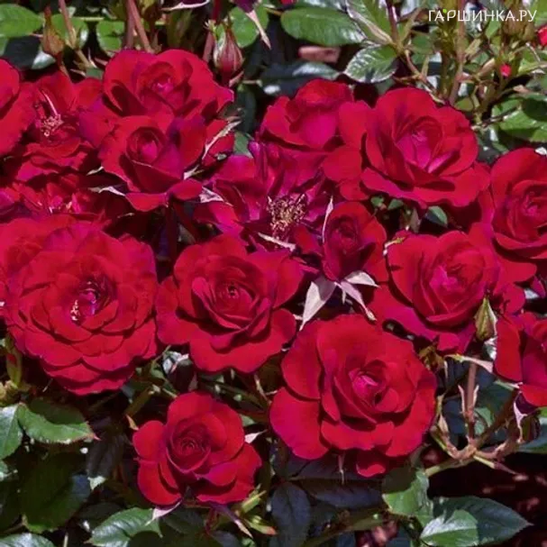 Роза Руби Руби миниатюрная, Викс (лиц)