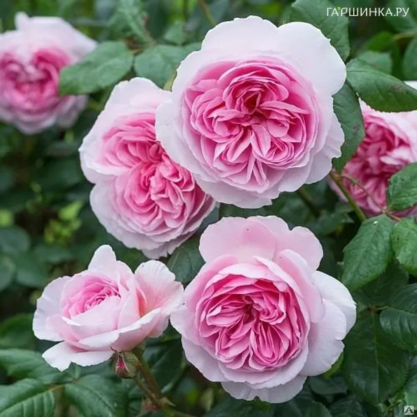 Роза Зе Эйншент Маринер, Д.Остин кустарниковая (лиц)