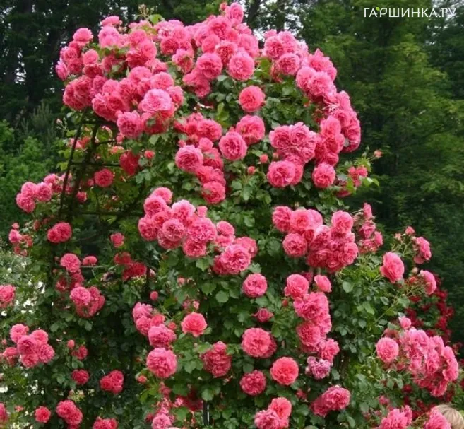 Роза Розариум Ютерсен плетистая, Топалович (лиц)