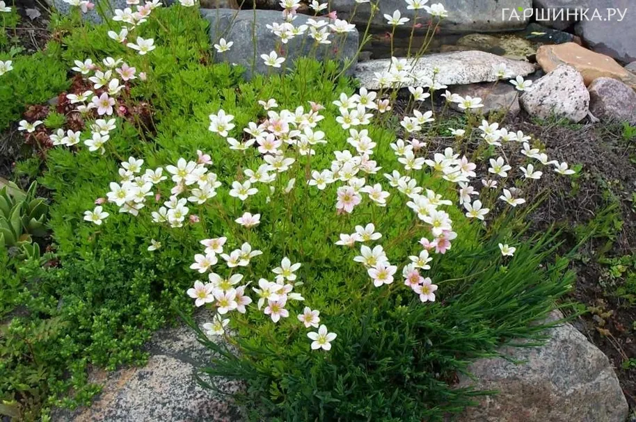 Камнеломка Арендса Альба