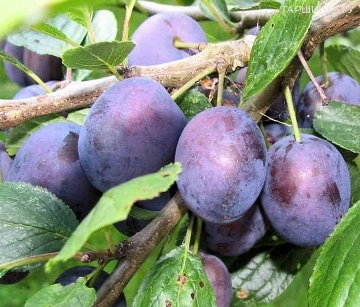 Слива Тульская черная