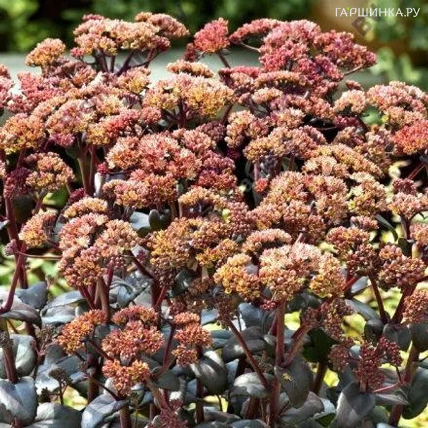 Очиток (седум) Оранж Ксенокс