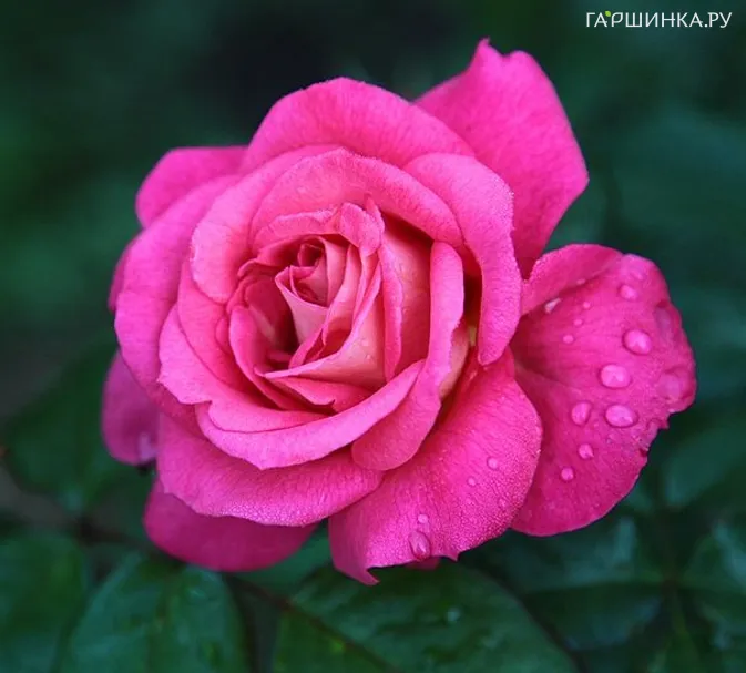 Роза Шогун плетистая, Тантау (лиц)