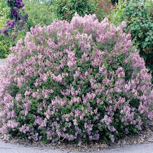 Сирень Мейера розовая