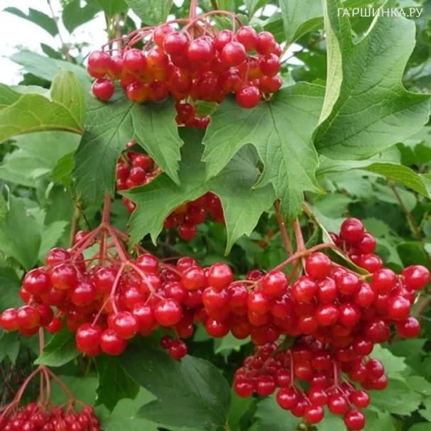 Калина Сладкоплодная