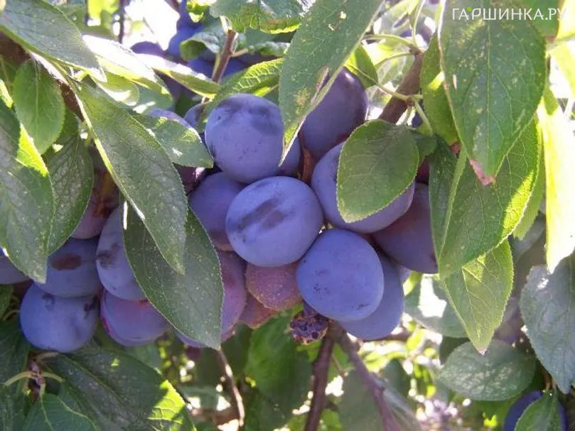 Слива Смолинка