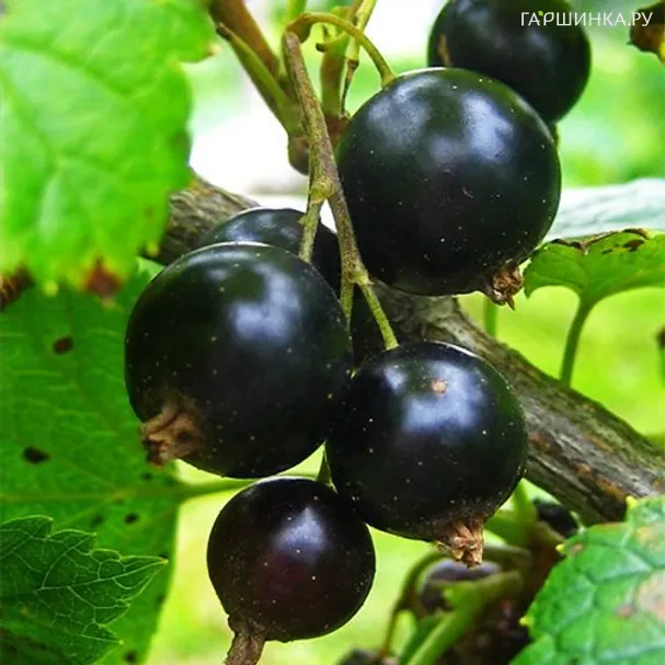 Смородина Дачница черная